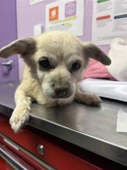 Chihuahua and Mixed Breed Dogs Available for Adoption - 60668801 | PetCurious