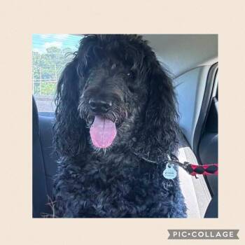 Lou -  Giant Schnauzer and Standard Poodle Dog for Adoption in Mobile, Alabama - Lou | PetCurious