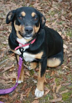 Greater Swiss Mountain Dog and Labrador Retriever Dogs Available for Adoption in Attalla, Alabama - Bubbles | PetCurious