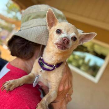 Cutter -  Chihuahua Dog for Adoption in Ramona, California - Cutter | PetCurious