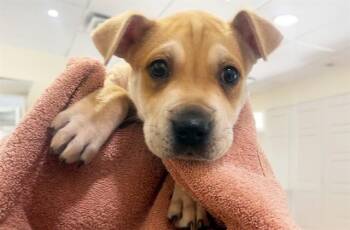 American Staffordshire Terrier and Mixed Breed Dogs Available for Adoption in Fort Lauderdale, Florida - MALIBU | PetCurious