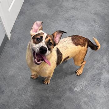 Phoebe -  Hound and Cattle Dog Dog for Adoption in Fairmont, West Virginia - Phoebe | PetCurious