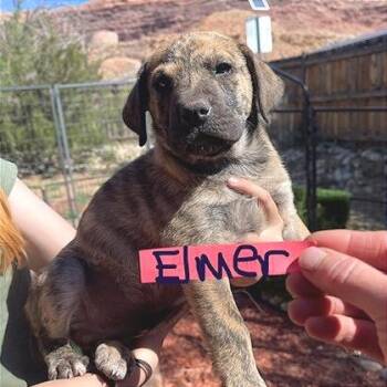 Mixed Breed Dogs Available for Adoption - Elmer Fudd | PetCurious