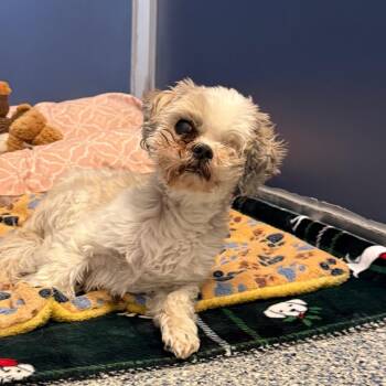 Charlie -  Shih Tzu Dog for Adoption in Great Falls, Montana - Charlie | PetCurious