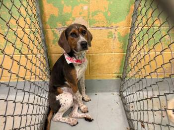 Clancy -  American Foxhound Dog for Adoption in Tulsa, Oklahoma - Clancy | PetCurious