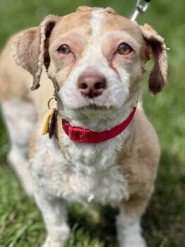 Havanese Dogs Available for Adoption - Peep | PetCurious