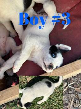 Australian Shepherd Dogs Available for Adoption in Columbus, Indiana - Rocky | PetCurious