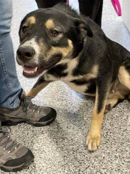 Mixed Breed Dogs Available for Adoption - A134676 | PetCurious