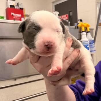 Space Force -  Pit Bull Terrier Dog for Adoption in Indianapolis, Indiana - Space Force | PetCurious