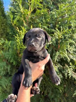 Rescue German Shepherd Dog and Dutch Shepherd Dogs for Adoption in Spring Hill, Tennessee - Vienna | PetCurious