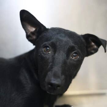 CYRUS -  Labrador Retriever Dog for Adoption in San Antonio, Texas - CYRUS | PetCurious