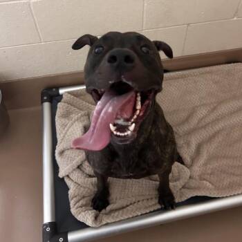 Burrito -  Pit Bull Terrier Dog for Adoption in Reno, Nevada - Burrito | PetCurious