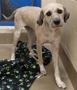 GUCCI -  Terrier and Mixed Breed Dog for Adoption in Anchorage, Alaska - GUCCI | PetCurious