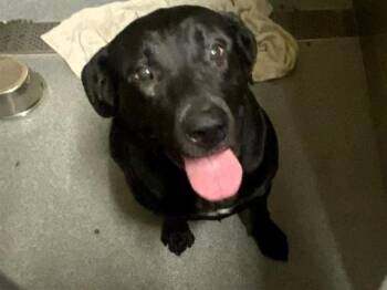 Labrador Retriever and Mixed Breed Dogs Available for Adoption in Tustin, California - VALKRYIE | PetCurious