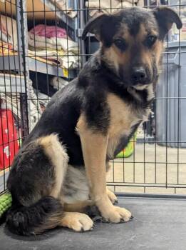 Shepherd Dogs Available for Adoption in Evansville, Indiana - Zane | PetCurious