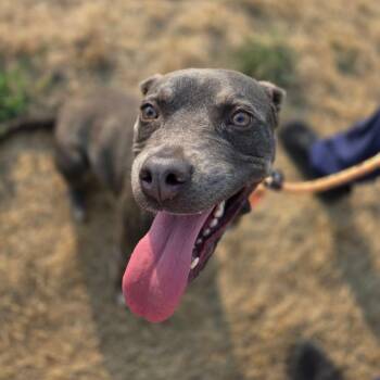 Spindrift -  Mixed Breed Dog for Adoption in Spokane, Washington - Spindrift | PetCurious