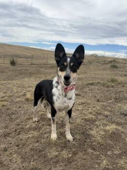 Brookie -  Australian Cattle Dog Blue Heeler and Collie Dog for Adoption in Littleton, Colorado - Brookie | PetCurious