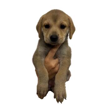 Leia -  Shepherd and Labrador Retriever Dog for Adoption in Panama City, Florida - Leia | PetCurious