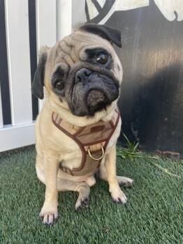 Rescue Pug Dogs for Adoption in Gardena, California - Mamba | PetCurious
