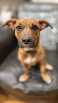 Big Red -  Dachshund and Terrier Dog for Adoption - Big Red | PetCurious