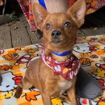 Tater -  Chihuahua Dog for Adoption in Woolwich, Maine - Tater | PetCurious