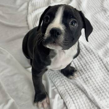 Mixed Breed Dogs Available for Adoption in Freeport, Florida - Anchor | PetCurious