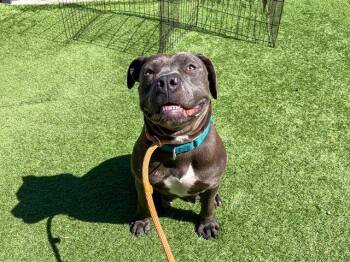 Rescue Pit Bull Terrier and Mixed Breed Dogs for Adoption in Tustin, California - DAISY | PetCurious