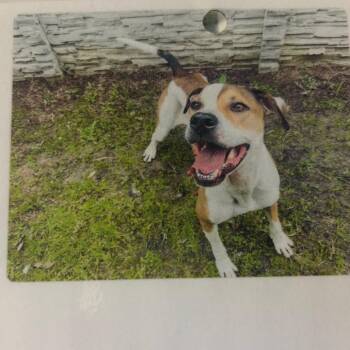Trace -  Mixed Breed Dog for Adoption in Lake Jackson, Texas - Trace | PetCurious