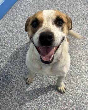 Rescue Pit Bull Terrier Dogs for Adoption in Las Vegas, Nevada - Kace | PetCurious