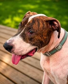 Chance -  Pit Bull Terrier and Coonhound Dog for Adoption in Shinnston, West Virginia - Chance | PetCurious