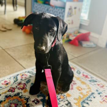 Rescue Labrador Retriever Dogs for Adoption in La Feria, Texas - Sheena | PetCurious