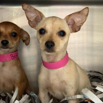 Chihuahua and Mixed Breed Dogs Available for Adoption in Lakeland, Florida - Emily | PetCurious