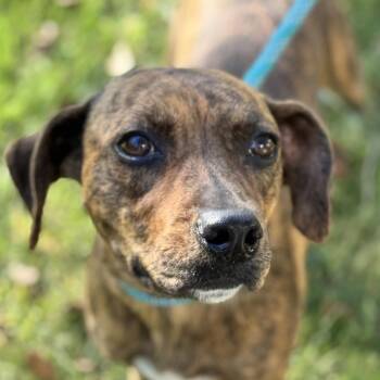 Rescue Plott Hound Dogs for Adoption in Locust Fork, Alabama - Xena | PetCurious