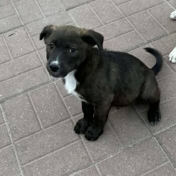 Labrador Retriever and Carolina Dog Dogs Available for Adoption - Anthony | PetCurious