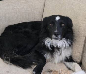 Danny -  Border Collie Dog for Adoption in Piedmont, California - Danny | PetCurious