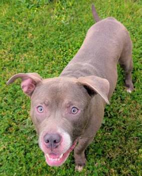 Staffordshire Bull Terrier Dogs Available for Adoption in Akron, Ohio - MR. GRAY | PetCurious