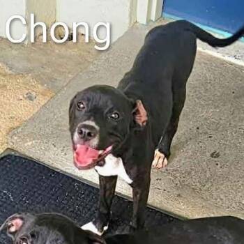 Rescue Labrador Retriever and Terrier Dogs for Adoption in Washington, Pennsylvania - Chong | PetCurious