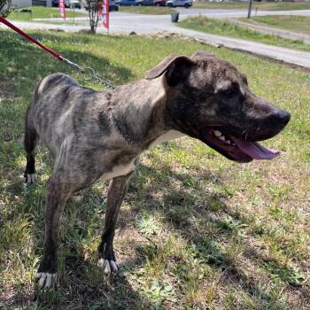 Boxer and Mixed Breed Dogs Available for Adoption in Lenoir, North Carolina - Sasha | PetCurious
