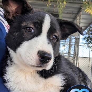 Birdie -  German Shepherd Dog Dog for Adoption in Naperville, Illinois - Birdie | PetCurious