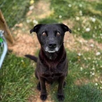 Jeremy -  Black Labrador Retriever and Mixed Breed Dog Available for Adoption - Jeremy | PetCurious