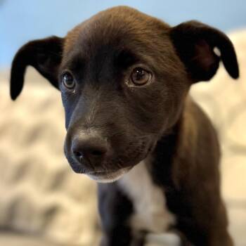 Windex -  Mixed Breed Dog for Adoption in Park City, Utah - Windex | PetCurious