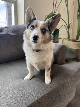 Polly -  Corgi Dog Available for Adoption in Denver, Colorado - Polly | PetCurious