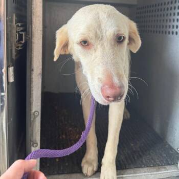 Jovie -  Labrador Retriever Dog for Adoption in Birmingham, Alabama - Jovie | PetCurious