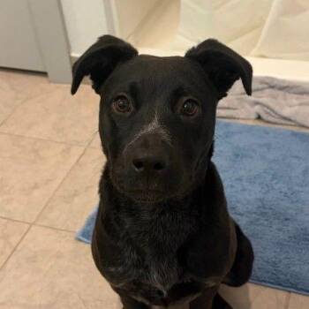 Bailey -  Mixed Breed Dog for Adoption in Binghamton, New York - Bailey | PetCurious