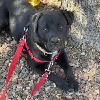 Rescue Black Labrador Retriever Dogs for Adoption in Gilbert, Arizona - Carbon | PetCurious