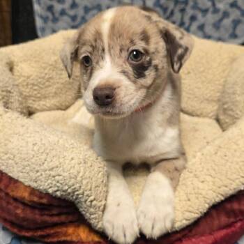 Mixed Breed Dogs Available for Adoption - Splash | PetCurious