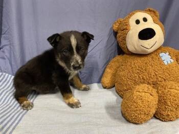 Australian Shepherd and Mixed Breed Dogs Available for Adoption - A608727 | PetCurious