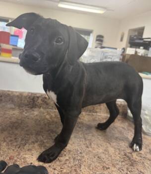 Rescue Mixed Breed Dogs for Adoption in Cincinnati, Ohio - Phantom Bride | PetCurious