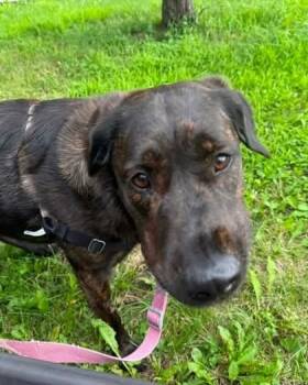 Moka -  Mixed Breed Dog for Adoption in Montreal, Quebec - Moka | PetCurious
