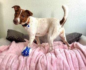 Rescue Jack Russell Terrier Dogs for Adoption in High Ridge, Missouri - Trisha | PetCurious